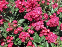 mini_ruze_alberich_001