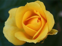 mini_ruze_baby_gold_002