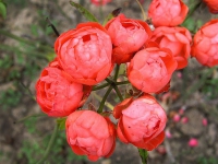 mini_ruze_vatertag_005