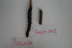 proizvodnja_oraha 003