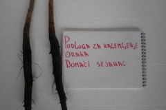 proizvodnja_oraha 006