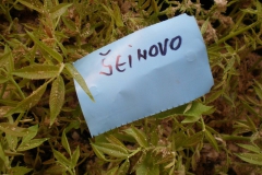 proizvodnja_oraha 015
