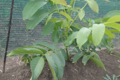 proizvodnja_oraha 039