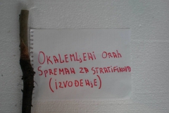 proizvodnja_oraha 041