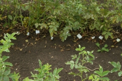 proizvodnja_ruza004