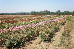 proizvodnja_ruza005