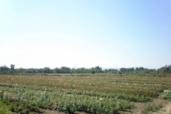 proizvodnja_ruza006