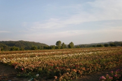 proizvodnja_ruza011