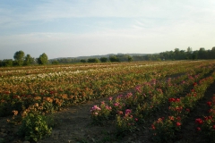 proizvodnja_ruza015