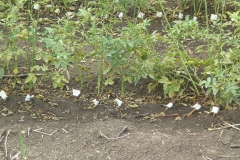 proizvodnja_ruza016