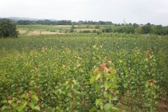 proizvodnja_sadnica010
