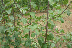 proizvodnja_sadnica032