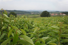 proizvodnja_sadnica039