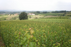 proizvodnja_sadnica040