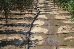 proizvodnja_sadnica042