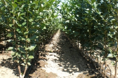 proizvodnja_sadnica043