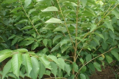 proizvodnja_sadnica044