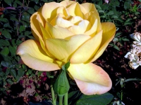 ruze_cajevke_ani_denike_001