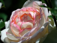 ruze_cajevke_gigia_006