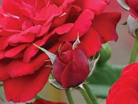 ruze_cajevke_jelica_008