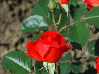 ruze_polijante_cin_cin_002