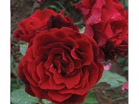 ruze_puzavice_don_zuan_003