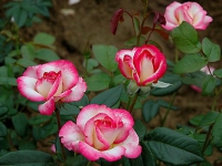 ruze_puzavice_hendel_004