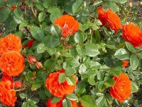 ruze_puzavice_orange_meillandina_005