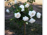 ruze_stablasice_avalans_001