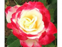 ruze_stablasice_dabl_dilajt_002