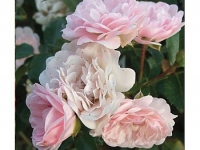 ruze_stablasice_feri_003