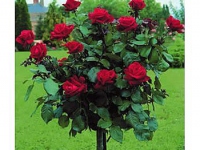 ruze_stablasice_ingrid_bergan_004