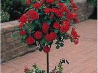 ruze_stablasice_kardinal_005