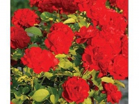 ruze_stablasice_lili_marlen_006