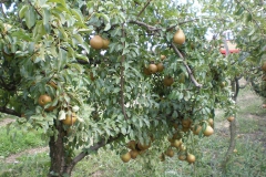 savremeni_vocnjaci005