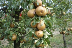 savremeni_vocnjaci006