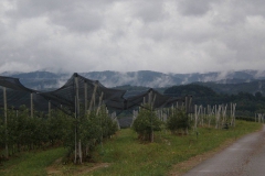 savremeni_vocnjaci007