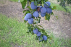 savremeni_vocnjaci016