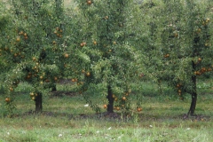 savremeni_vocnjaci024