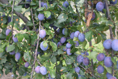 savremeni_vocnjaci026