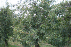 savremeni_vocnjaci027