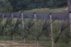 savremeni_vocnjaci029