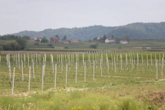 savremeni_vocnjaci031