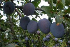savremeni_vocnjaci034