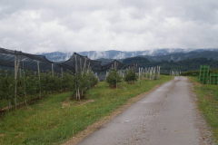 savremeni_vocnjaci036