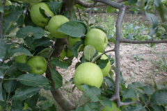 savremeni_vocnjaci039