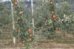 savremeni_vocnjaci042