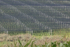 savremeni_vocnjaci044