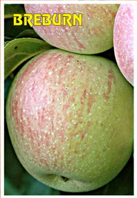 sadnice jabuke breburn