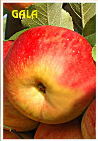sadnice jabuke gala
